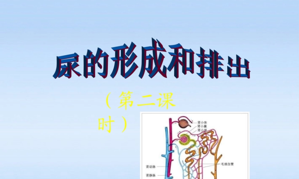 七年级生物下册 尿的形成和排出教学课件 北师大版 课件