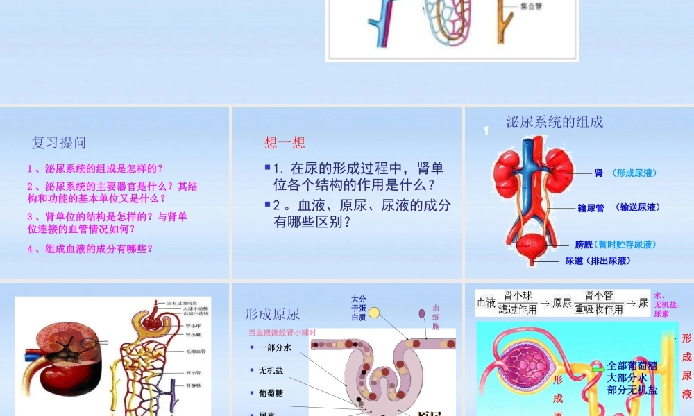 七年级生物下册 尿的形成和排出教学课件 北师大版 课件