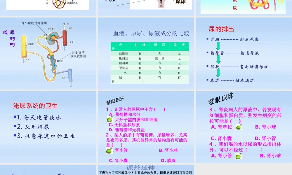 七年级生物下册 尿的形成和排出教学课件 北师大版 课件