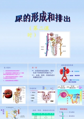 七年级生物下册 尿的形成和排出教学课件 北师大版 课件