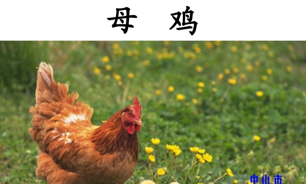 四年级语文上册《母鸡》教学课件
