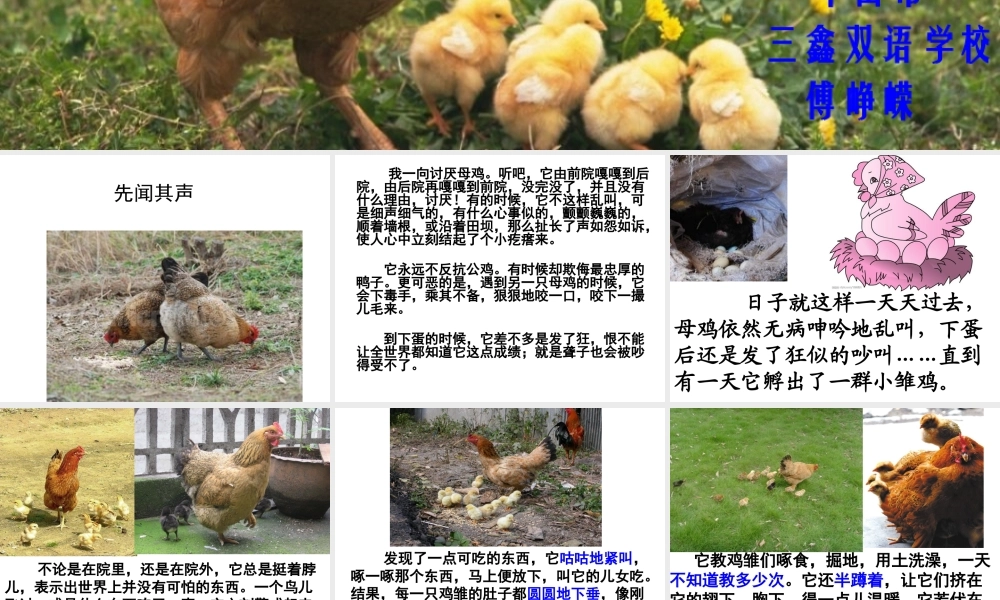 四年级语文上册《母鸡》教学课件