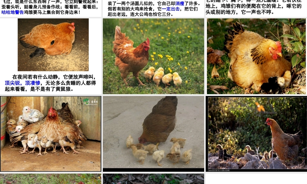 四年级语文上册《母鸡》教学课件