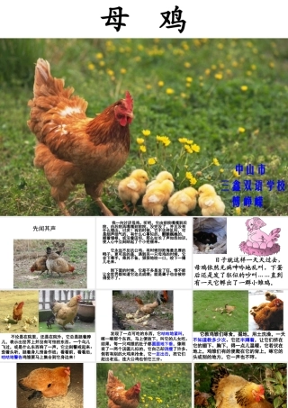 四年级语文上册《母鸡》教学课件