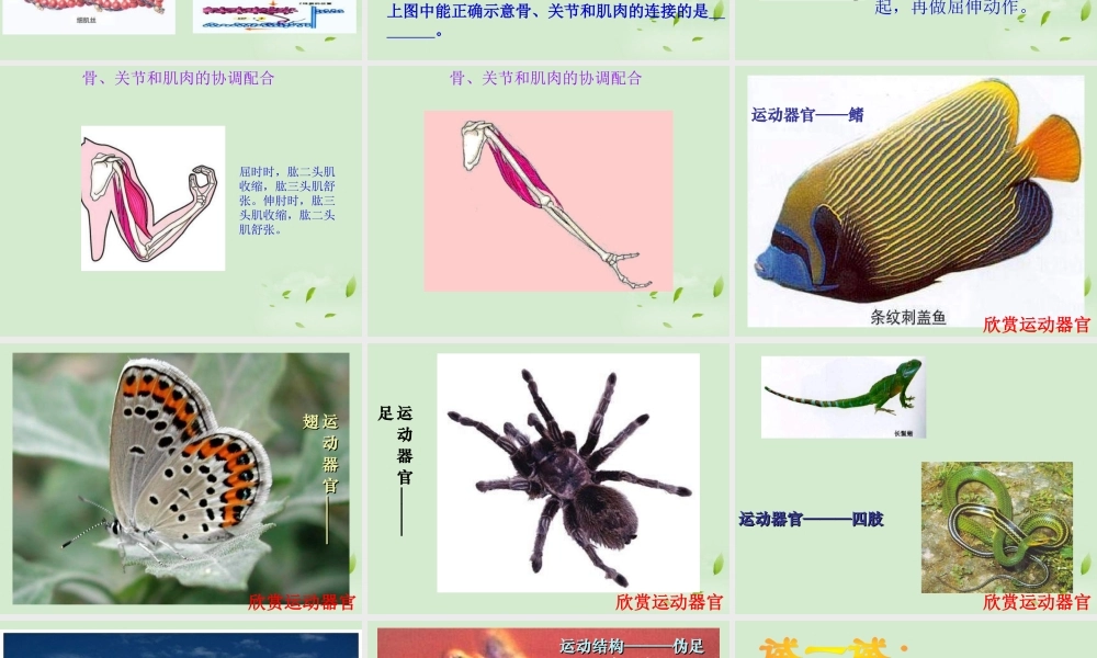 八年级生物 动物的运动课件 人教新课标版 课件