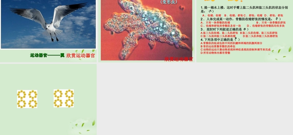 八年级生物 动物的运动课件 人教新课标版 课件