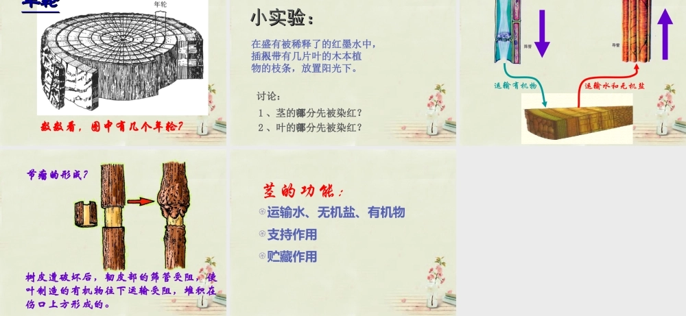 中学七年级生物上册 3.5.4 植物茎的输导功能课件 (新版)苏教版 课件