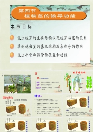 中学七年级生物上册 3.5.4 植物茎的输导功能课件 (新版)苏教版 课件