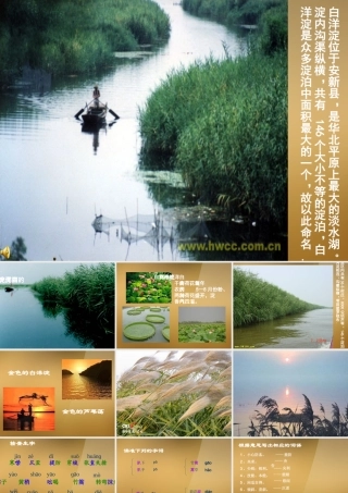 八年级语文上册(芦花荡)课件2 新人教版 课件