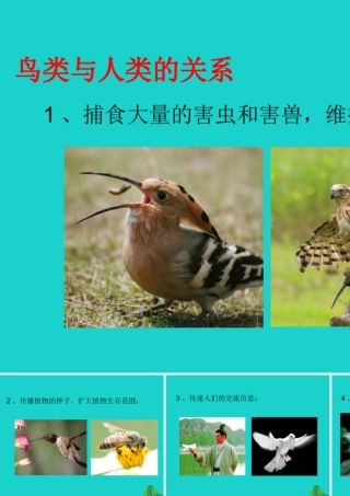 八年级生物上册 第七单元 第一章 第六节 鸟类 鸟类与人类的关系课件 鲁科版五四制 课件