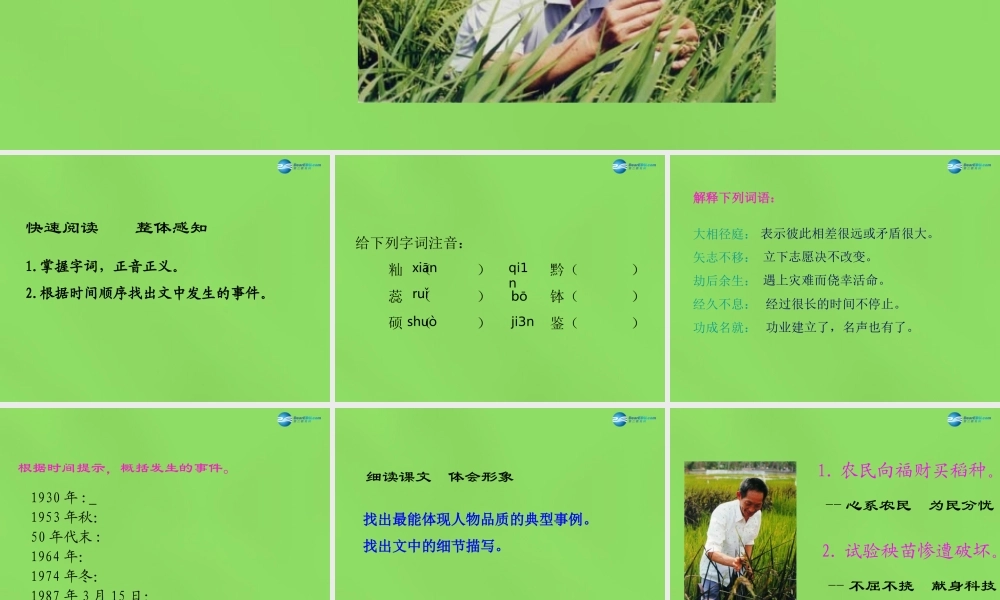 八年级语文上册 8 杂交水稻之父—袁隆平课件 语文版 课件
