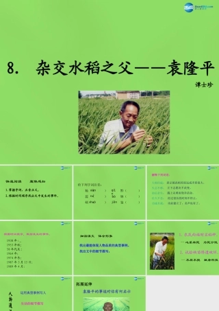 八年级语文上册 8 杂交水稻之父—袁隆平课件 语文版 课件