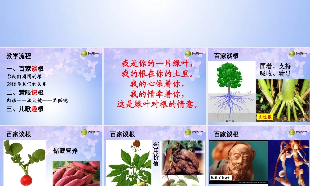 中学七年级生物上册 5.2 根的生长课件 苏教版 课件