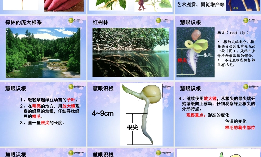 中学七年级生物上册 5.2 根的生长课件 苏教版 课件