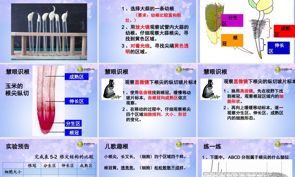 中学七年级生物上册 5.2 根的生长课件 苏教版 课件