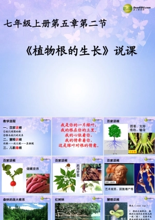 中学七年级生物上册 5.2 根的生长课件 苏教版 课件