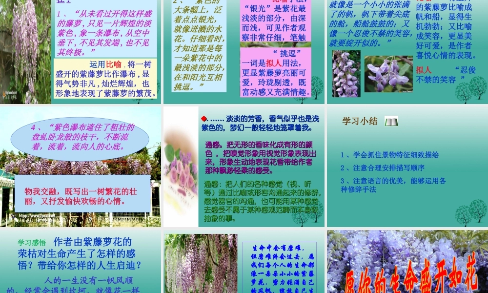 八年级语文上册(紫藤萝瀑布)课件 鲁教版五四制 课件