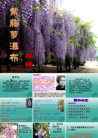 八年级语文上册(紫藤萝瀑布)课件 鲁教版五四制 课件