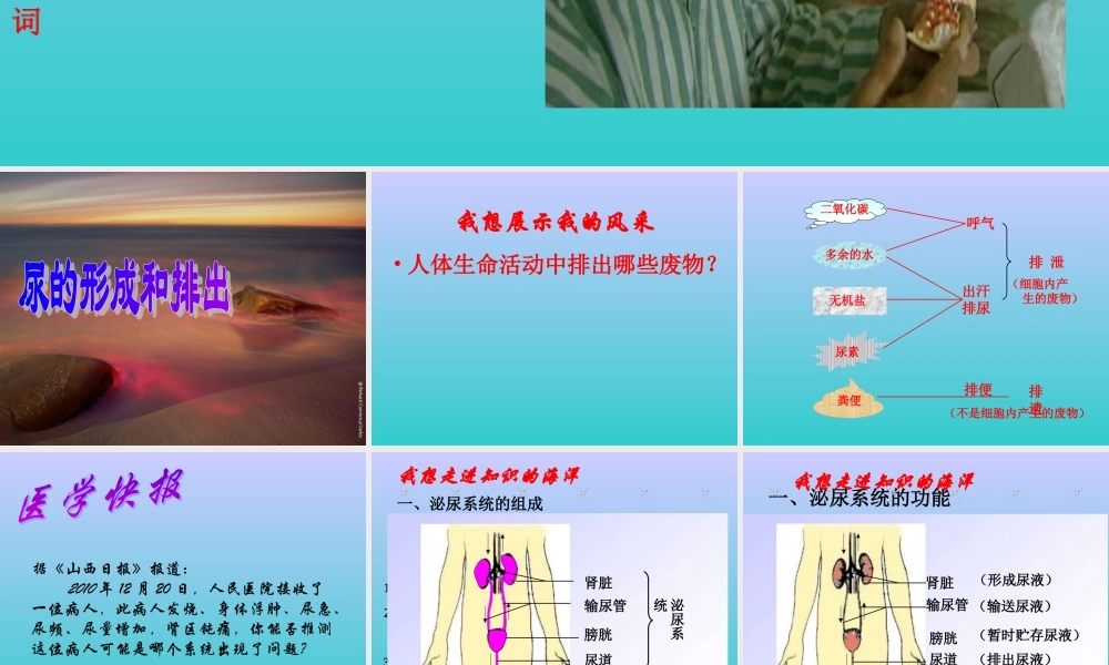 尿的形成和排出 (3)