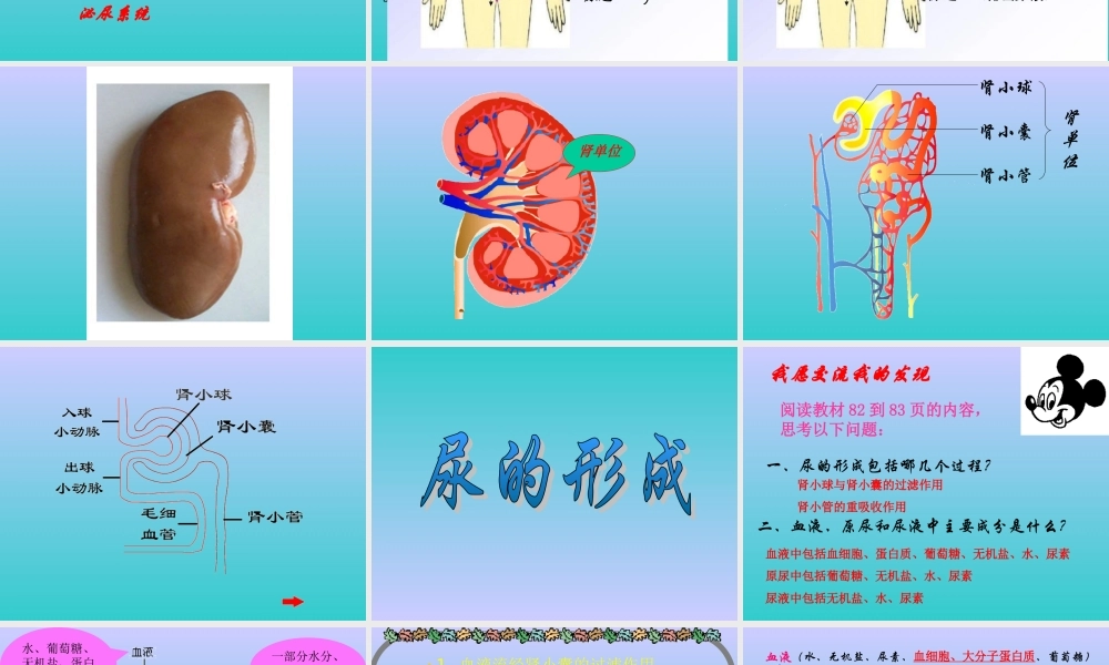 尿的形成和排出 (3)