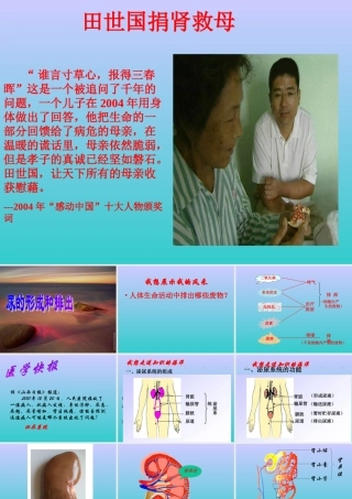 尿的形成和排出 (3)
