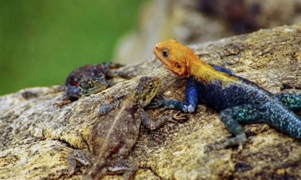 九年级语文下变色龙课件人教版 课件