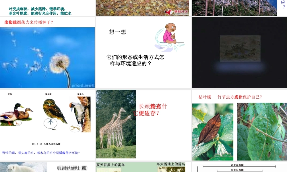 七年级生物上：第一单元第三章第三节 生物对环境的适应与作用课件(济南版) 课件