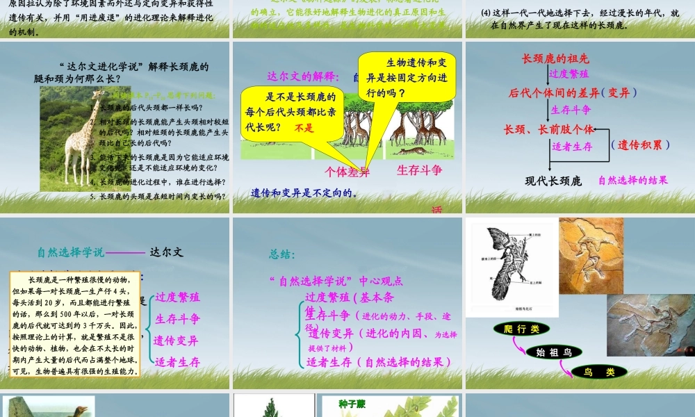 九年级科学下册(生物的进化 第二课时)课件 浙教版 课件