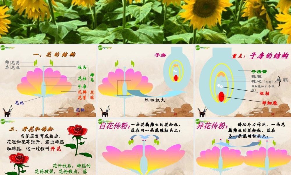 七年级生物上册 开花和结果课件 人教新课标版 课件