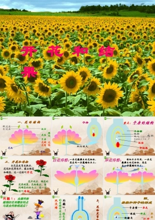 七年级生物上册 开花和结果课件 人教新课标版 课件