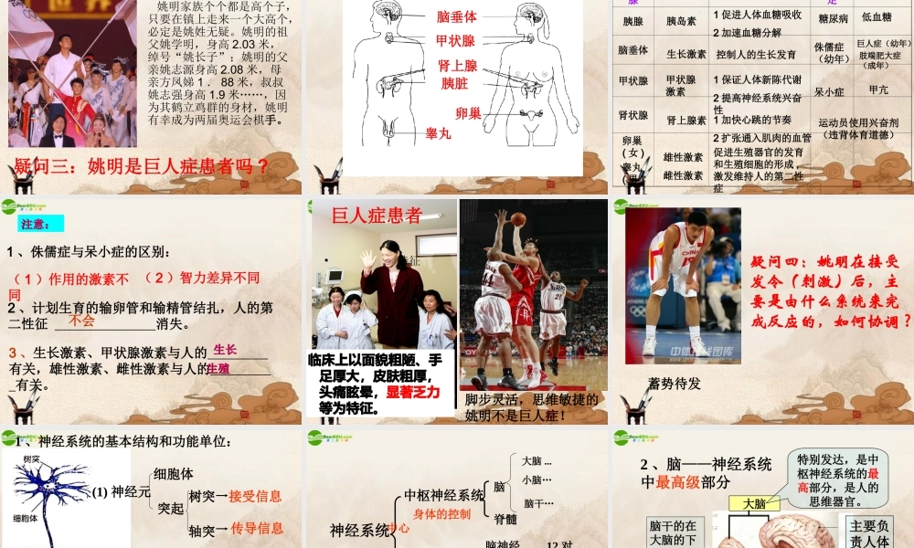 八年级科学上册(生命活动的调节)复习课件 浙教版 课件