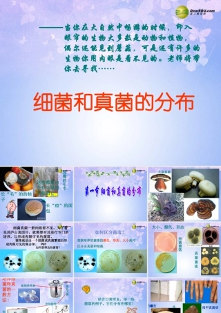八年级生物上册 细菌和真菌的分布课件 新人教版 课件