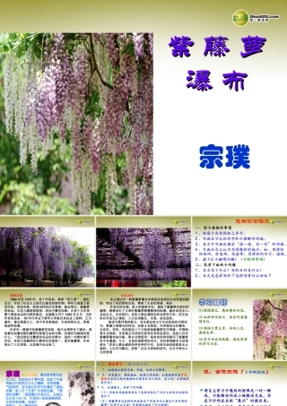 中学七年级语文上册 紫藤萝瀑布课件 新人教版 课件