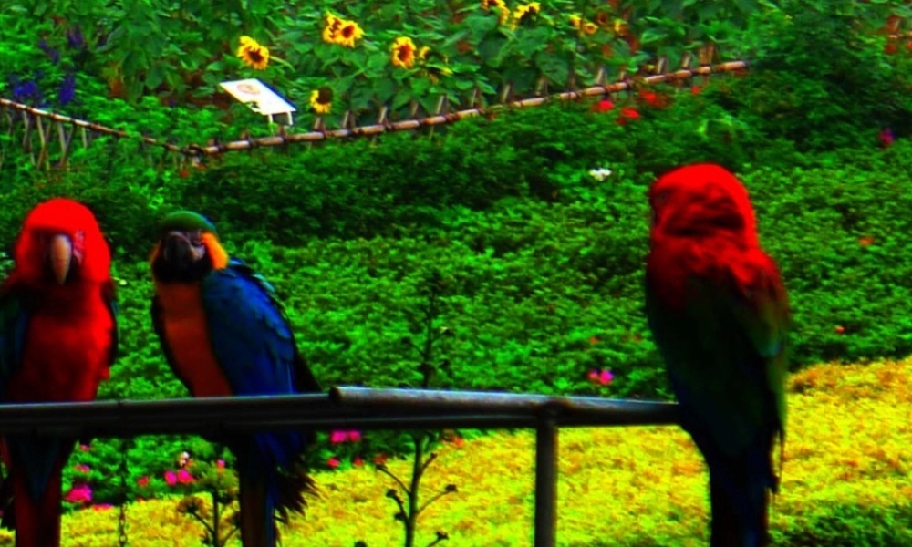 动物在自然界的作用