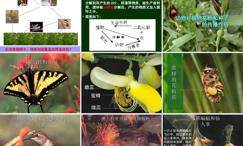 动物在自然界的作用