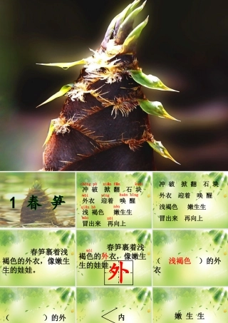 春笋1 (2)