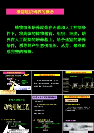 动物细胞培养