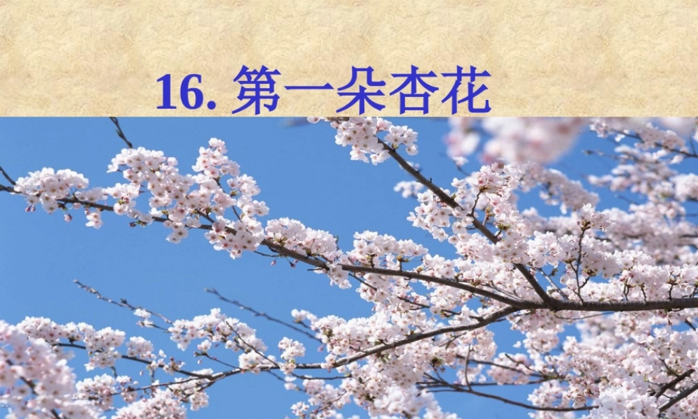 《第一朵杏花》课件 (2)