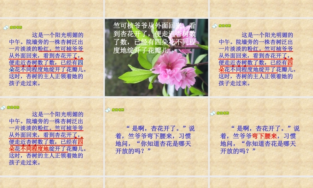 《第一朵杏花》课件 (2)