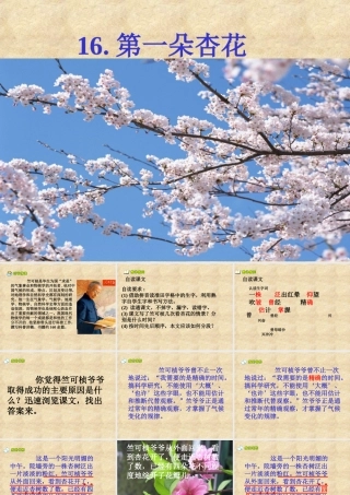 《第一朵杏花》课件 (2)