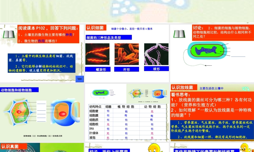 土壤里的微生物1公开课