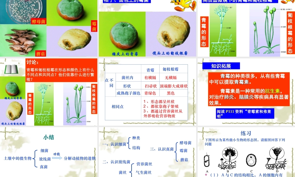 土壤里的微生物1公开课