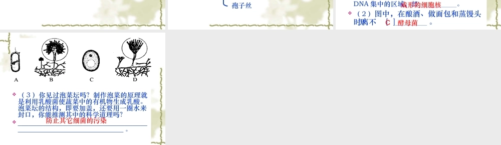 土壤里的微生物1公开课