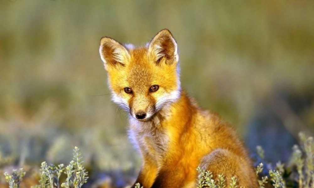 六年级上册第八单元金色的脚印