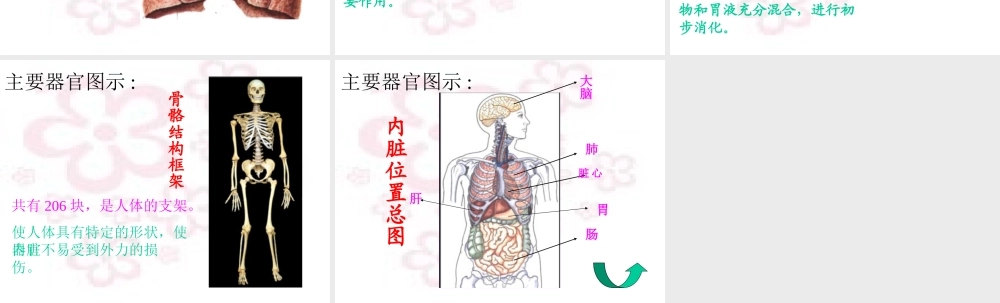 身体的秘密 (3)