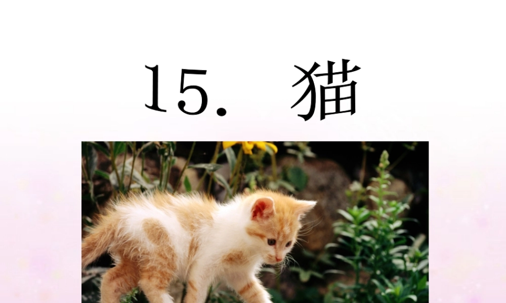 四年级语文上册第四组15猫第二课时课件