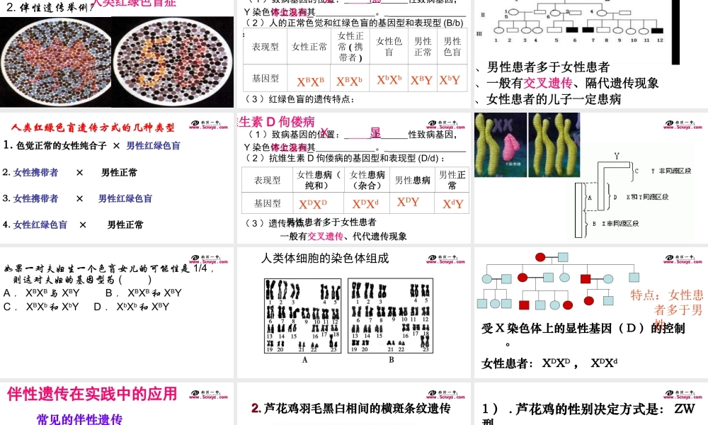 伴性遗传课件