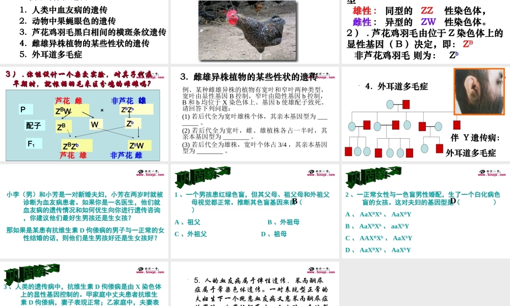 伴性遗传课件