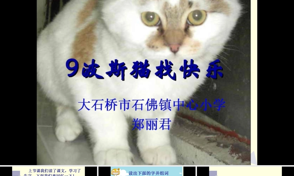 9波斯猫找快乐