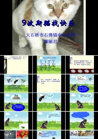 9波斯猫找快乐